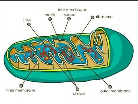 What is the meaning of mitochondria?​ and what are the functions?-example-1