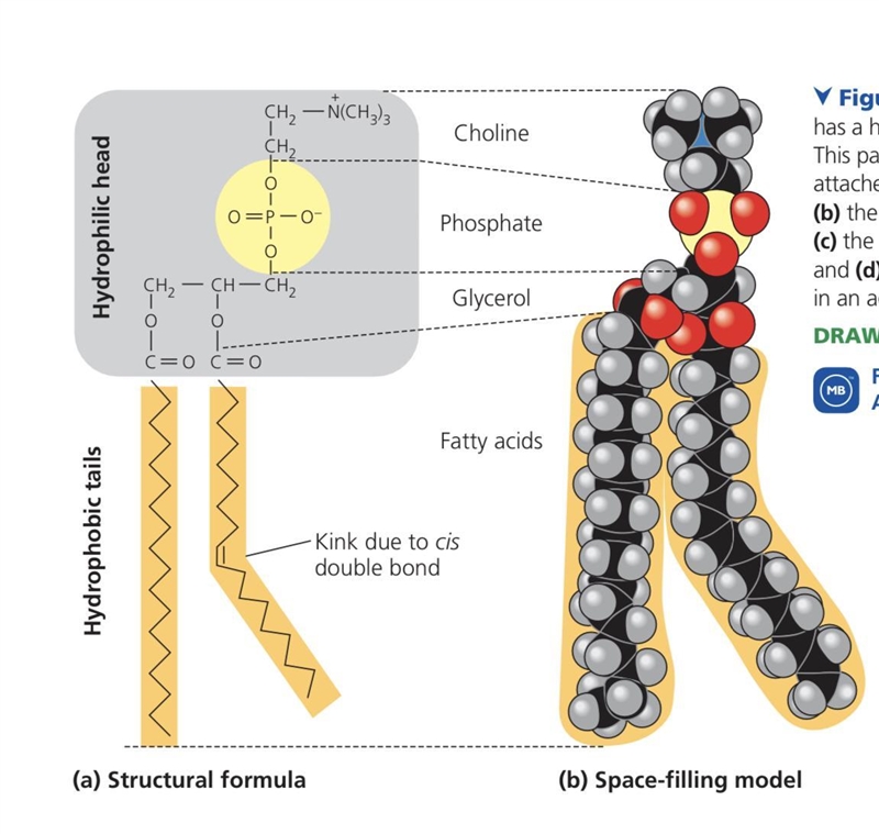 If you wanted to show the 3-dimensional shape of a protein, including all of the atoms-example-1