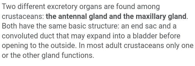 How many major body regions does a crustacean have.-example-1