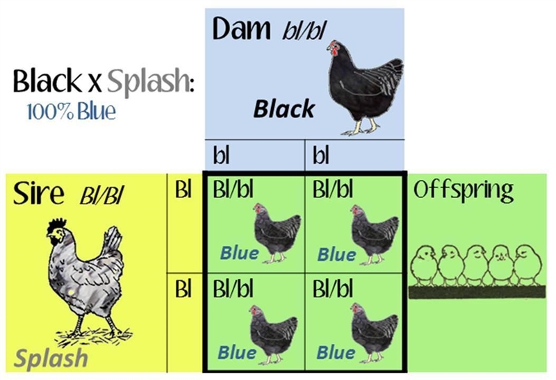 Feather color in chickens is due to incomplete dominance. BB = Black chicken, WW = White-example-1