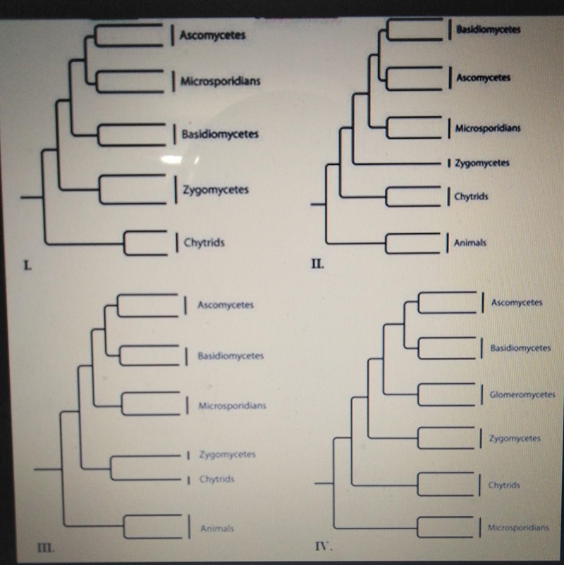 The following question refers to the following phylogenetic trees. Which tree shows-example-1