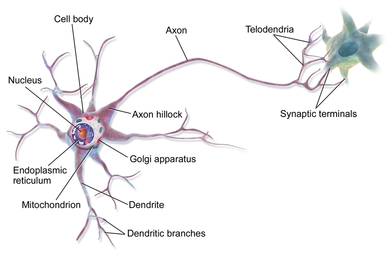 4. The thin, branched processes of a neuron, whose main function is to receive incoming-example-1