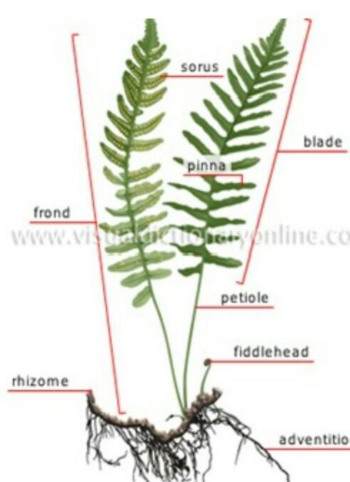 Diagram of a fern and its labellings​-example-1