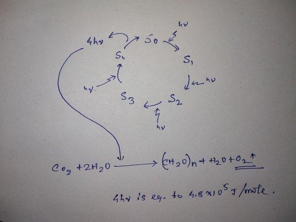 Photosynthesis is a means of converting light energy to chemical energy. Explain what-example-2