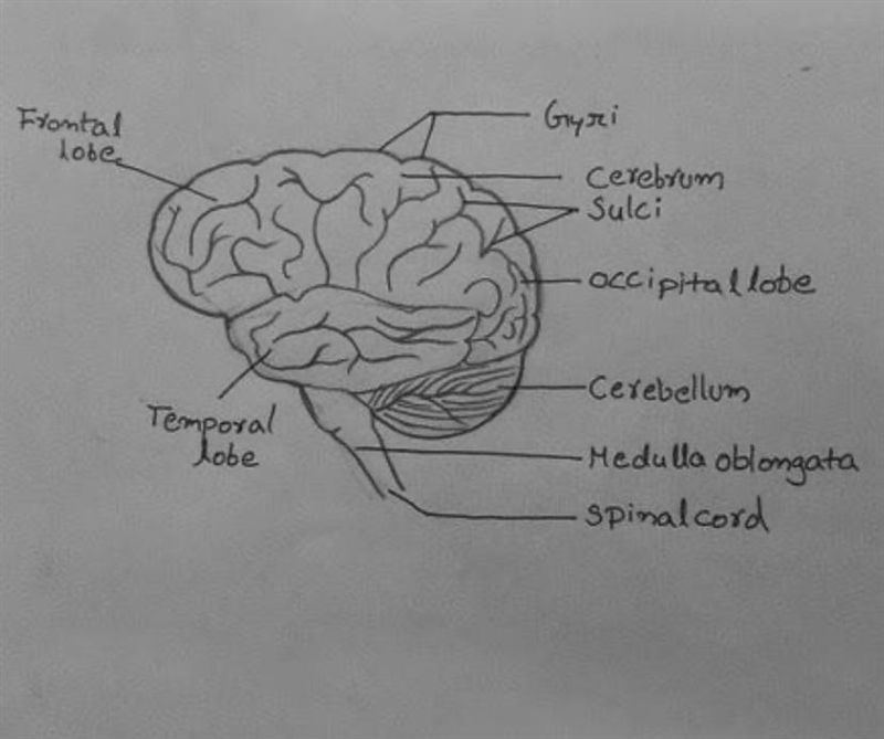 Draw a labeled picture of the brain​-example-1