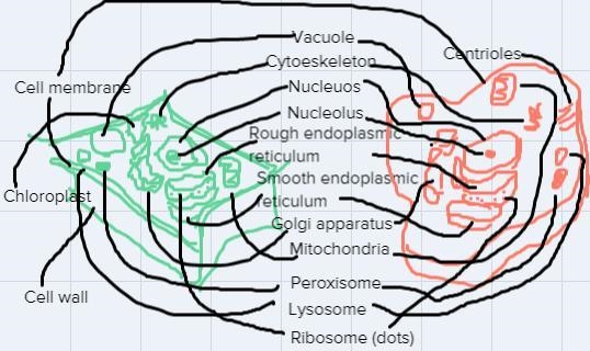 On your whiteboard, and without the help of your textbook or the internet, sketch-example-1