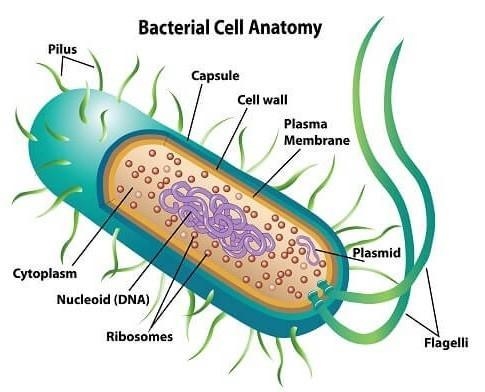 Prokaryotic cells have nulcleus-example-1