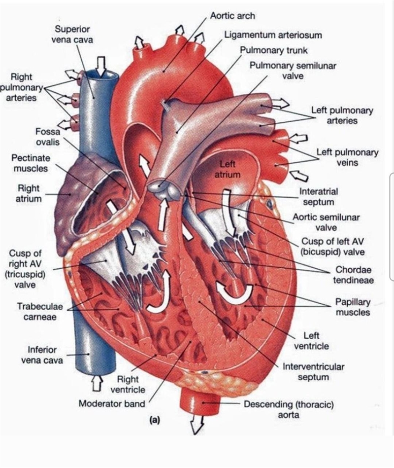 Why the left ventricle is thicker than the right ventricle?​-example-1