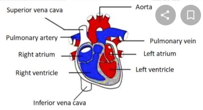 Draw a well leabled diagram of heart and show its internal mechanism blood flow​-example-1