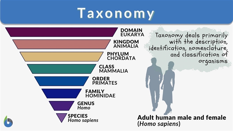 Taxonomy Kingdom: ______ Phylum: ________ Class: _______ Order: ______ Family: _____ Genus-example-1