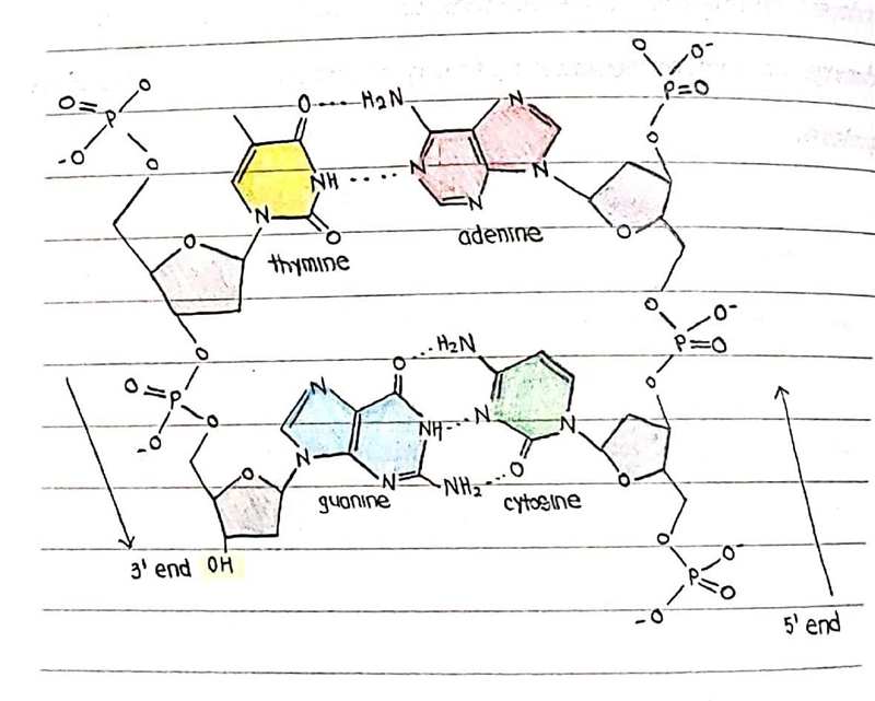 Which elements are common to all four of the base nucleotides found in DNA? Select-example-2