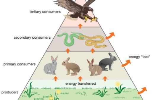 What is a food pyramid in an ecosystem-example-1