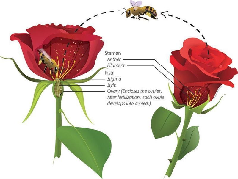 Bees are commonly found near flowering plants. (a) Describe how bees help plants to-example-1