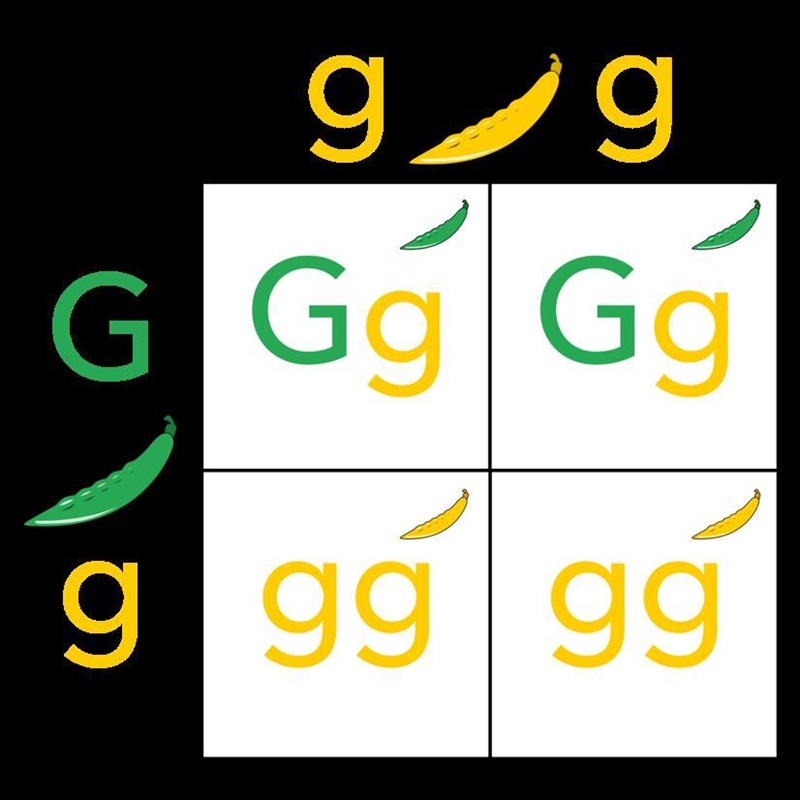 PLS HELP 20 POINTS IF YOU GET IT RIGHT AND BRAINLSIT. % of possible Genotypes: FF-example-1