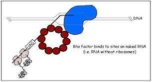 FILL IN THE BLANK. in rho-dependent transcription termination, the rho factor binds-example-1