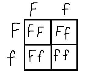 Freckles are dominant (F) over no freckles (f). If both parents are heterozygous. Determine-example-1