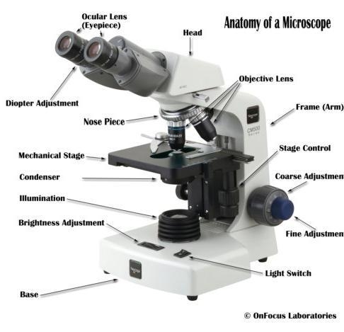 What connects the body tube to the base ( it’s a part of a microscope, also is a four-example-1