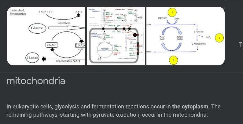 Where in a eukaryotic cell does fermentation take place? A.Innermembrane space B.matrix-example-1