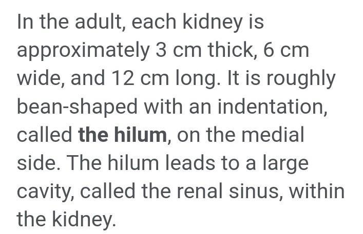 What is the medial indentation on the kidneys called-example-1