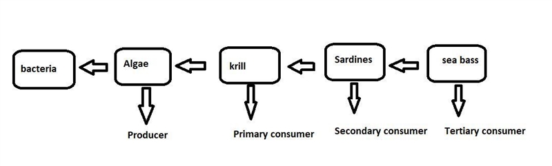 Put the following organisms into a food chain ( have arrows pointing to the organism-example-1