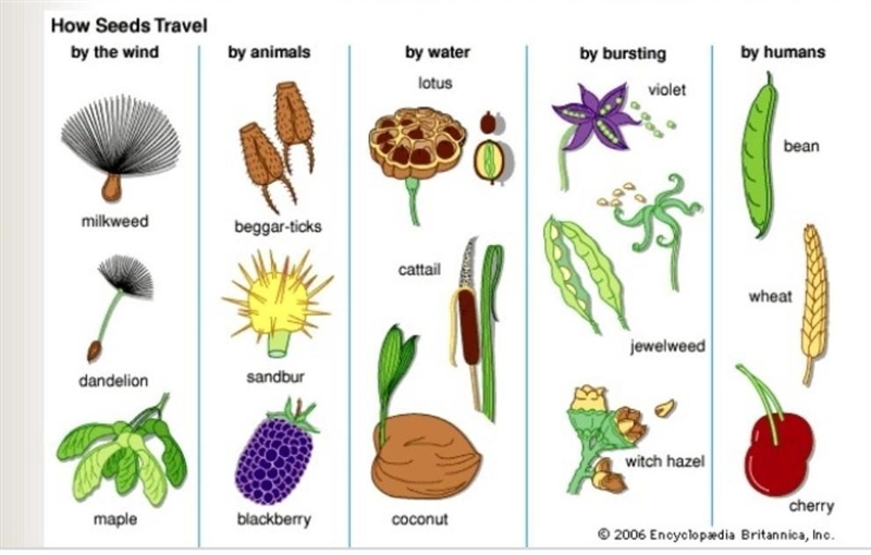 Go outdoors and look for ten different plants. See if you can figure out which type-example-2