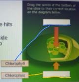 Drag the words at the bottom of the slide to their correct location on the diagram-example-1