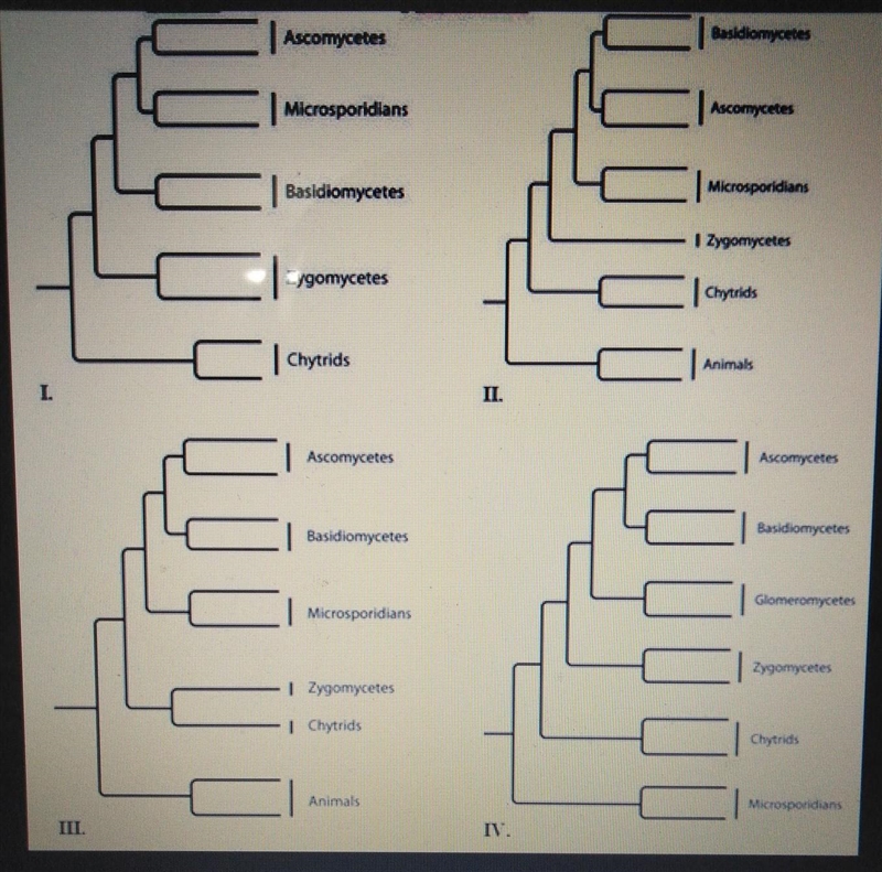 The following question refers to the following phylogenetic trees. Which tree depicts-example-1