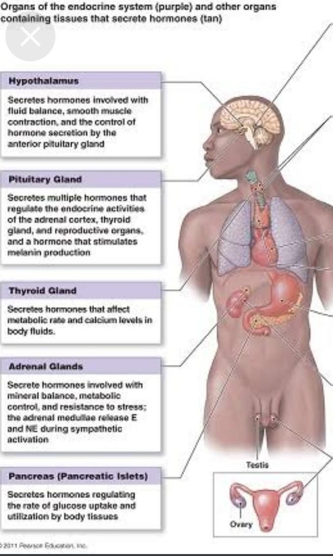 It is about hormones.-example-1