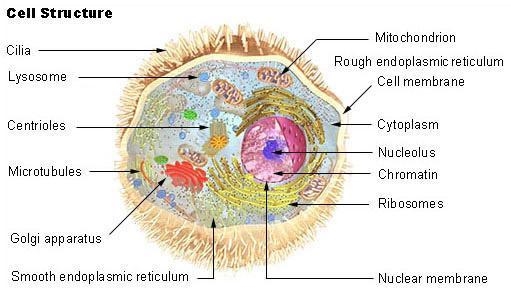 Why do we not see other components of cell? are they absent?-example-1