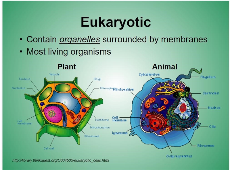 Explain: Make a graphic organizer to summarize the mechanisms that allow eukaryotic-example-1