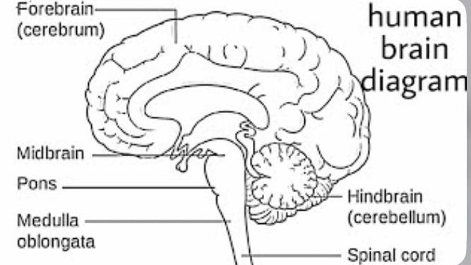 Draw a labeled diagram of the brain​-example-1