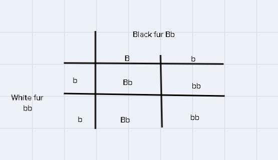 Please Help me word the answer to this problem?A pet store has two guinea pigs. One-example-1