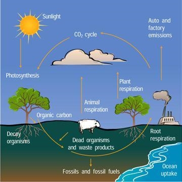 Which process can remove carbon from the atmosphere?-example-1