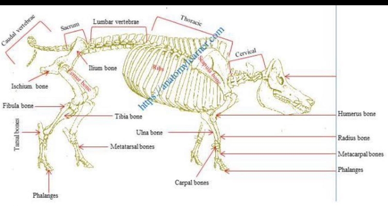 Label the Bones of the pig-example-1