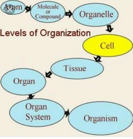 Which of these shows the levels of organization in the correct order from smallest-example-1