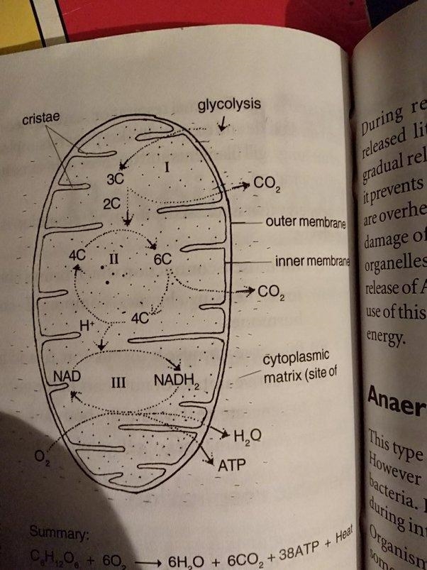 In what organelle do the kreb’s cycle and the electron transport chain take place-example-1