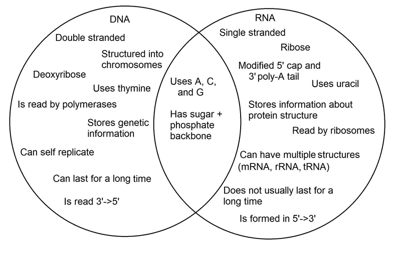 What is difference between RNA and DNA ?-example-1