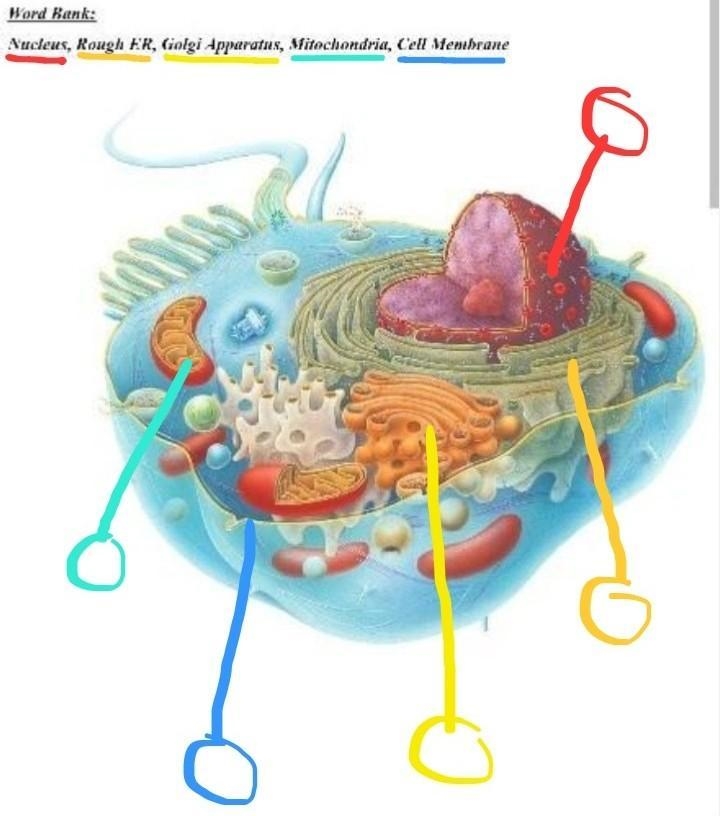 Use the diagram of an animal cell below to label the parts of the cell using the words-example-1