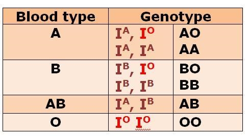 What are the genotypes of each blood type, and which blood type is an example of co-example-1