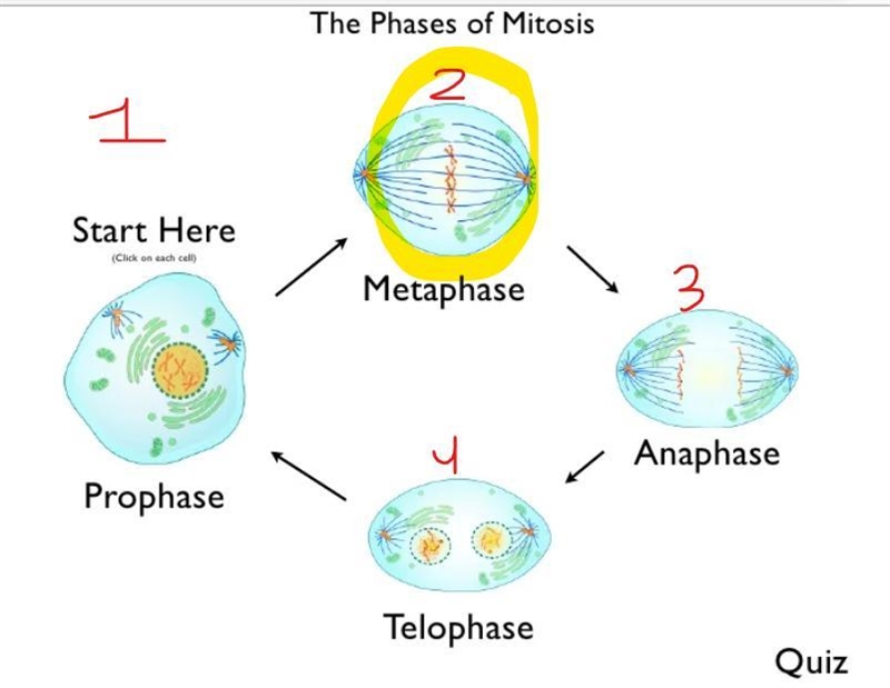 What phase of Mitosis is shown in Image A?-example-1