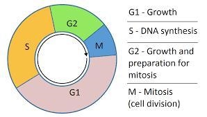 Beginning with a newly formed daughter cell, what is the order of the other stages-example-1