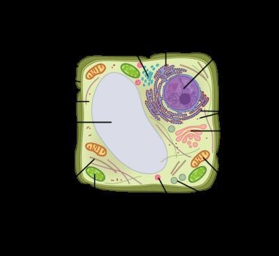 Which cell structure is responsible for energy production? Question 15 options: Structure-example-1