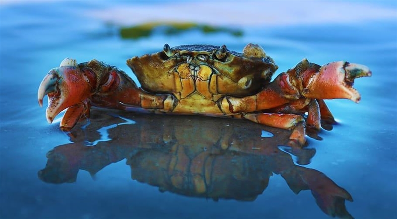 - How would you classify the relationship between coral and the small crabs?-example-1