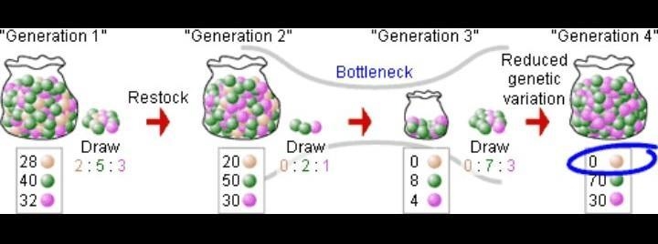 Explain genetic drift using the bottleneck effect and founder effect-example-1