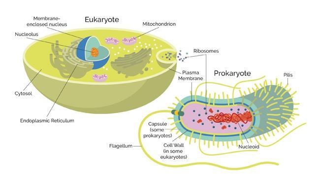 Bacteria are prokaryotes, meaning they: A.Have a nucleus B. Do not have a nucleus-example-1