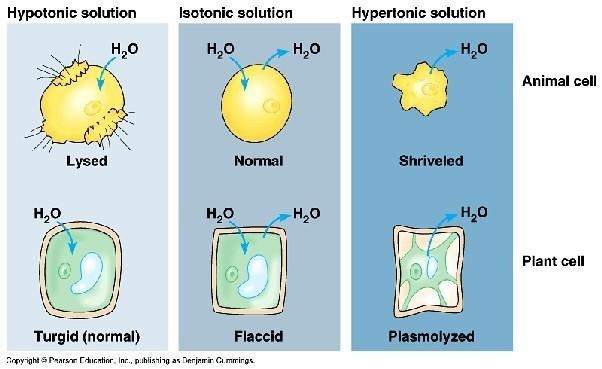 If an animal cell is placed in plain water, It will swell and burst. The bursting-example-1