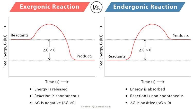 This is an example of a _ reaction a. entropy b. exergonic c. endergonic d. anabolic-example-1