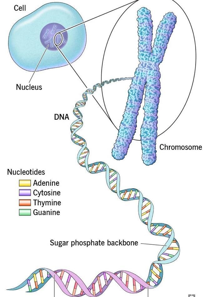 How is genetic information organized in genes on chromosomes?.-example-1