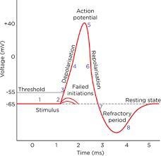 Choose the answer that lists the steps involved in the depolarization of a neuron-example-1