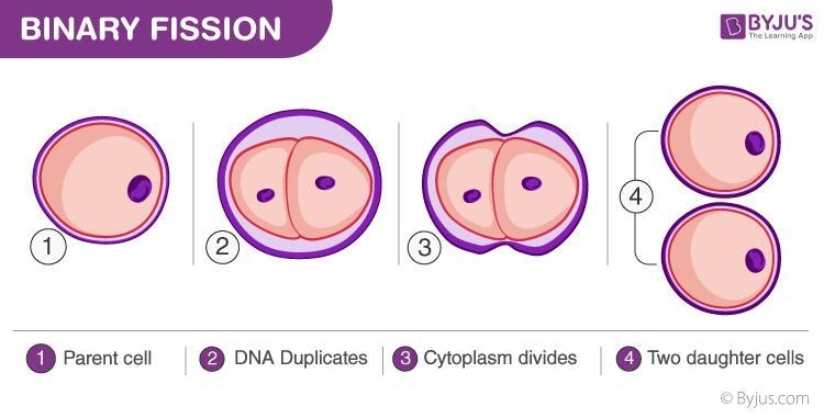 Identify the type of cell division used when the organism or parts of the organism-example-1